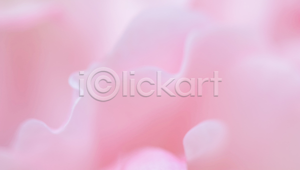 사람없음 JPG 근접촬영 소프트포커스 포토 해외이미지 꽃잎 분홍색 장미