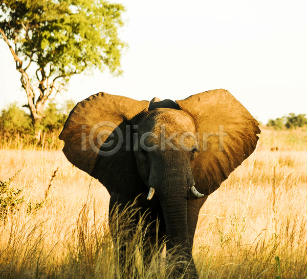 사람없음 JPG 포토 해외이미지 걷기 나무 야생동물 야외 주간 초식동물 초원(자연) 코끼리 한마리