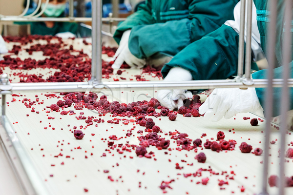 신체부위 JPG 포토 해외이미지 공장 기계 냉동 냉동식품 분류 산딸기 손 식품공장 일렬 잡기 제조