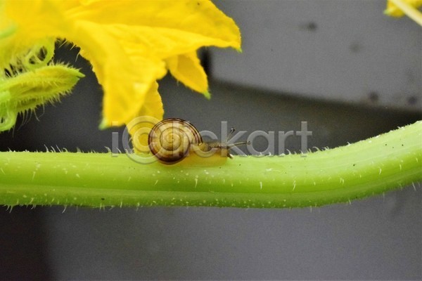 사람없음 JPG 포토 해외이미지 개화 노란색 달팽이(동물) 동물 동물상 벚꽃 식물 야생동물 야외 오이 원예 자연 작음 정원 줄기 채소 초록색 화분
