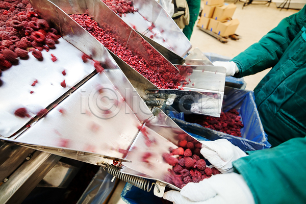 성인 성인한명만 한명 JPG 포토 해외이미지 공장 기계 냉동 냉동식품 분류 산딸기 상반신 식품공장 실내 쏟아짐 일렬 제조