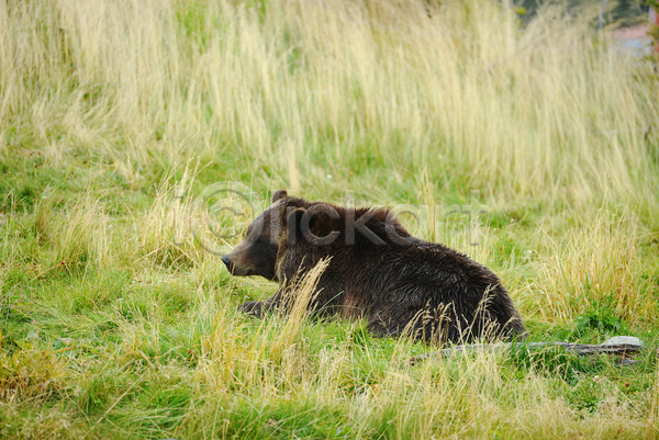 사람없음 JPG 포토 해외이미지 곰 눕기 야생동물 야외 엎드리기 주간 풀(식물) 한마리 흑곰