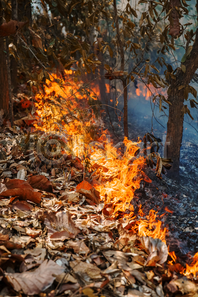 위험 사람없음 JPG 포토 해외이미지 나무 불꽃(불) 산 산불 숲 야외 연기 인도네시아
