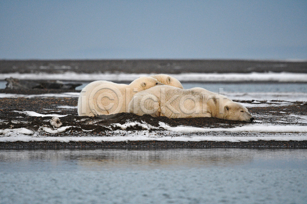 사람없음 JPG 포토 해외이미지 곰 눕기 백곰 북극곰 세마리 야생동물 야외 잠 주간