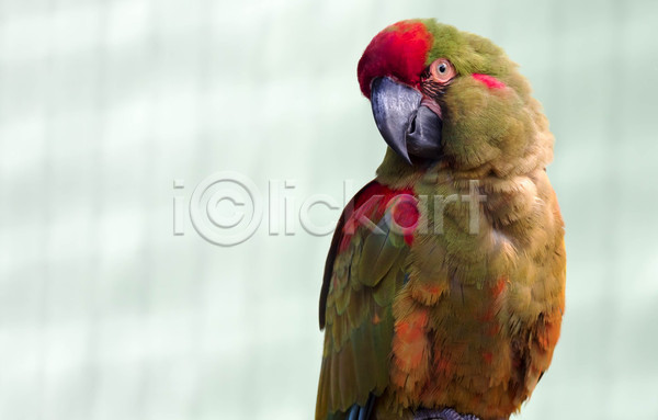 사람없음 JPG 근접촬영 포토 해외이미지 빨간색 앵무새 자연 초록색 한마리