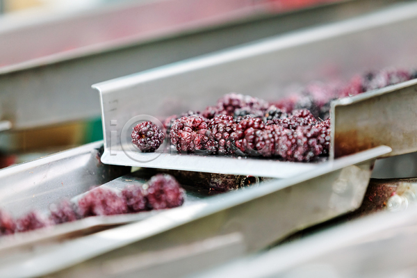 사람없음 JPG 소프트포커스 아웃포커스 포토 해외이미지 공장 기계 냉동 냉동식품 산딸기 식품공장 제조