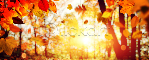 떨어짐 변화 활발 사람없음 JPG 포토 해외이미지 10월 11월 9월 가을 계절 공원 나무 내추럴 노란색 단풍 맑음 목재 백그라운드 보케 빛 빨간색 숲 식물 야외 오렌지 잎 자연 장면 정원 초록색 추수감사절 컬러풀 태양 패턴 풍경 할로윈 해외포토 햇빛 호박 환경 황금