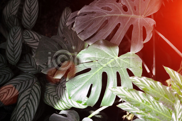 사람없음 JPG 포토 해외이미지 그리너리 꽃 꽃무늬 나무 나뭇가지 디자인 미술 백그라운드 봄 숲 식물 실내 여름(계절) 온실 유행 이국적 잎 자연 장식 정원 질감 초록색 추상 패턴