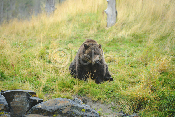 사람없음 JPG 포토 해외이미지 곰 앉기 야생동물 야외 주간 풀(식물) 한마리 흑곰