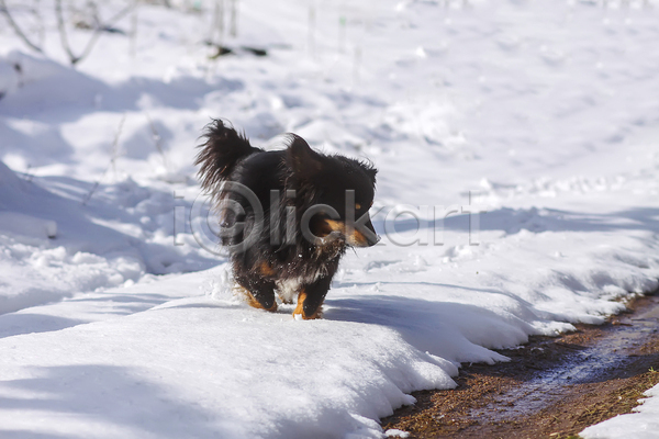 산책 사람없음 JPG 포토 해외이미지 강아지 걷기 겨울 눈(날씨) 눈덮임 반려견 반려동물 소형견 야외 주간 한마리