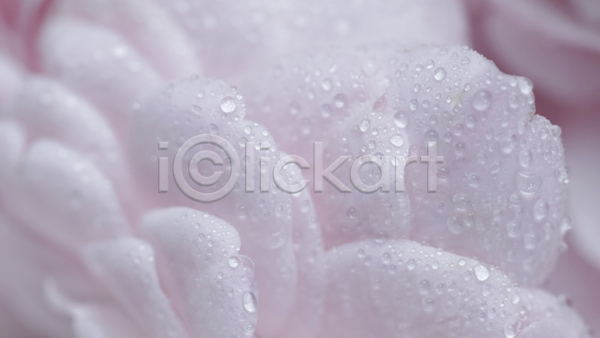 사람없음 JPG 근접촬영 포토 해외이미지 꽃잎 물방울 분홍색 장미