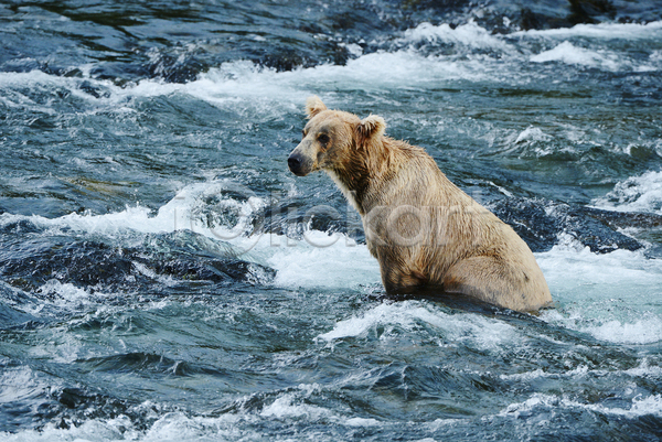 사람없음 JPG 포토 해외이미지 강 곰 야생동물 야외 젖음 주간 한마리