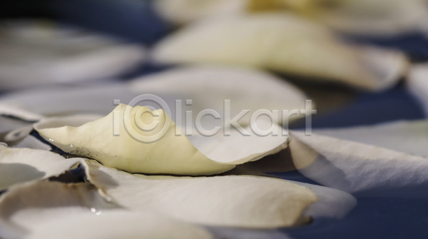 떨어짐 사람없음 JPG 소프트포커스 포토 해외이미지 꽃잎 물 장미