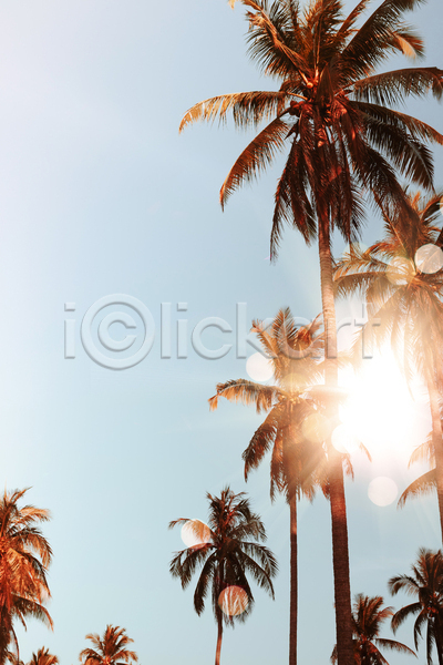 사람없음 JPG 포토 해외이미지 야외 야자수 여름(계절) 여름풍경 주간 하늘 햇빛