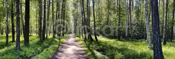 휴식 사람 사람없음 JPG 포토 해외이미지 걷기 고립 공원 그룹 길 나무 디톡스 목재 방목 백그라운드 삼림지대 서기 숲 승차 식물 야외 울타리 자국 자연 질감 추상 큼 파노라마 하늘 해외포토 화창