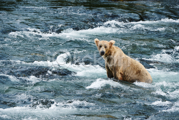 사람없음 JPG 포토 해외이미지 강 곰 야생동물 야외 젖음 주간 한마리