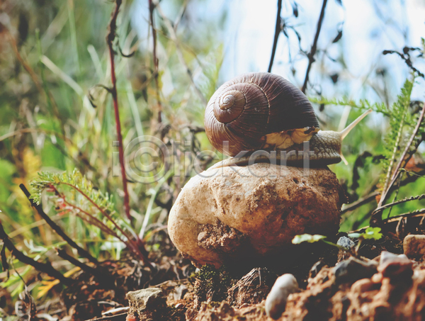 사람없음 JPG 아웃포커스 포토 해외이미지 달팽이(동물) 돌(바위) 야외 자연 주간 풀(식물) 한마리 흙