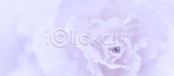 부드러움 선택 신선 추위 사람없음 JPG 포토 해외이미지 개화 겨울 계절 꽃 꽃무늬 꽃잎 내추럴 디자인 미술 백그라운드 벚꽃 보라색 복고 봄 빛 식물 신용카드 육류 자연 장식 제비꽃 질감 창백 추상 카네이션 컨셉 파란색 해외포토 환경 휴가