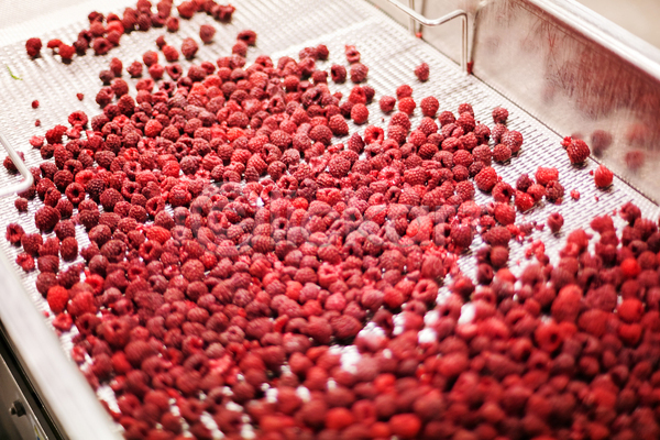 사람없음 JPG 포토 해외이미지 공장 기계 냉동 냉동식품 분류 산딸기 식품공장 일렬 제조
