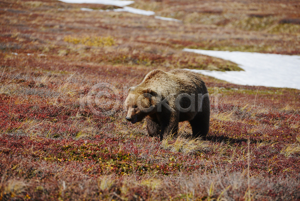 사람없음 JPG 포토 해외이미지 가을(계절) 곰 야생동물 야외 주간 초원(자연) 한마리