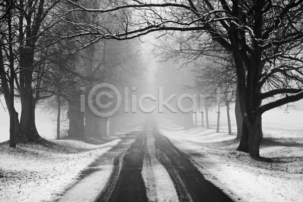사람없음 JPG 포토 해외이미지 가로수 겨울 나무 눈(날씨) 도로 안개 야외 자연 풍경(경치)