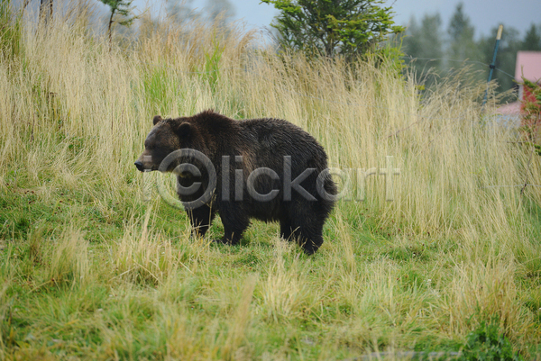 사람없음 JPG 포토 해외이미지 곰 야생동물 야외 주간 풀(식물) 한마리 흑곰