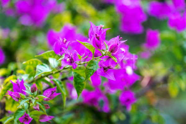 사람없음 JPG 포토 해외이미지 꽃 백그라운드 보케 분홍색 블러 식물 포도나무