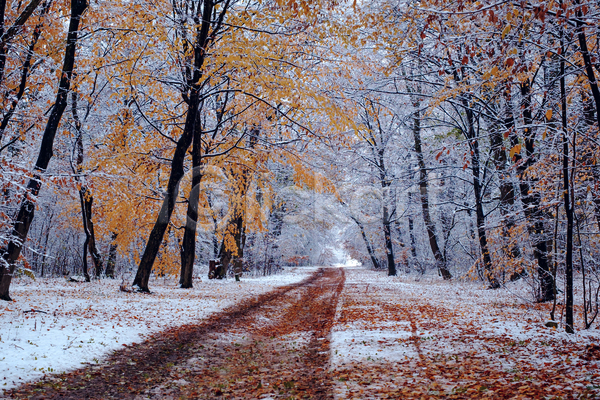 사람없음 JPG 포토 해외이미지 가로수 겨울 길 나무 낙엽 눈(날씨) 단풍 야외 자연 풍경(경치)