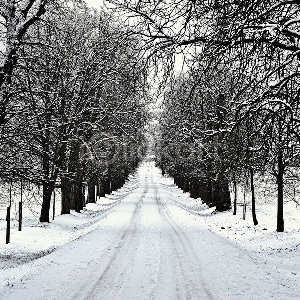 사람없음 JPG 포토 해외이미지 가로수 겨울 길 나무 눈(날씨) 야외 자연 풍경(경치)