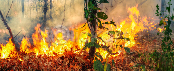 위험 사람없음 JPG 포토 해외이미지 나무 불꽃(불) 산 산불 숲 야외 연기 연소
