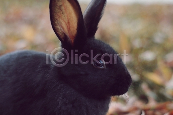 사람없음 JPG 근접촬영 아웃포커스 포토 해외이미지 낙엽 백그라운드 야외 응시 주간 토끼 한마리 흑토끼