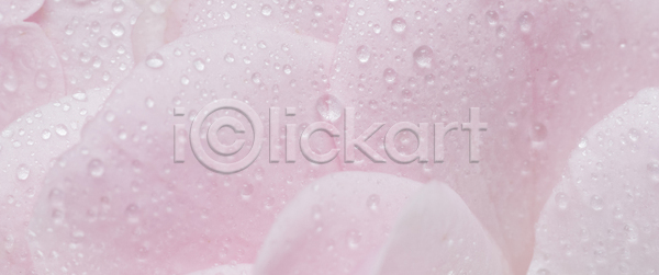 사람없음 JPG 근접촬영 포토 해외이미지 꽃잎 분홍색 장미