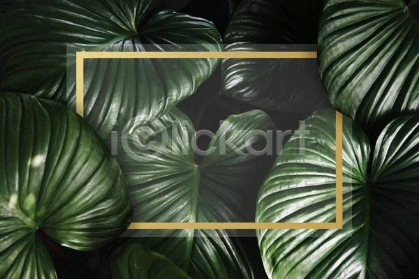 사람없음 EPS 일러스트 해외이미지 보테니컬아트 사각프레임 잎 직사각형 초록색 트로피컬아트