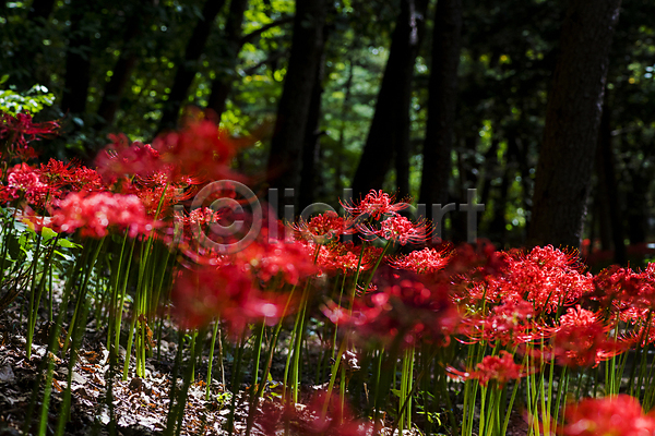 사람없음 JPG 소프트포커스 포토 가을(계절) 가을꽃 가을풍경 꽃밭 만개 석산 석산꽃 숲속 야외 자연 정원 주간