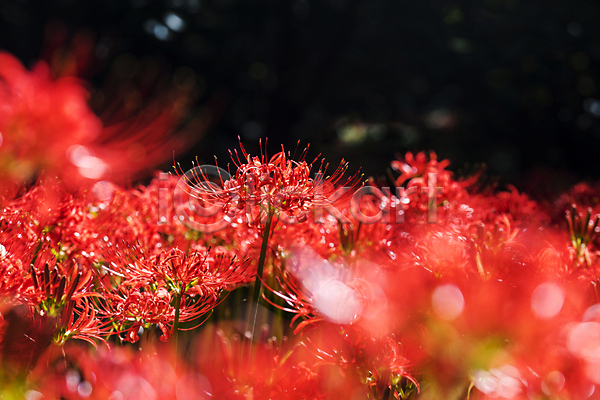 사람없음 JPG 소프트포커스 포토 가을(계절) 가을꽃 가을풍경 꽃밭 만개 석산 석산꽃 야외 자연 정원 주간