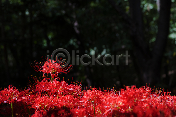 사람없음 JPG 포토 가을(계절) 가을꽃 가을풍경 꽃밭 만개 석산 석산꽃 야외 자연 정원 주간