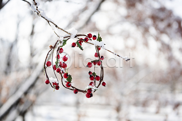 사람없음 JPG 아웃포커스 포토 걸림 겨울 나뭇가지 눈(날씨) 설원 야외 오브젝트 장식 주간 크리스마스 크리스마스리스 크리스마스용품 크리스마스장식
