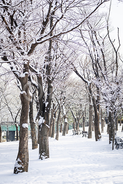 사람없음 JPG 포토 겨울 공원 나무 눈(날씨) 눈덮임 벤치 산책로 새해 설원 야외 주간