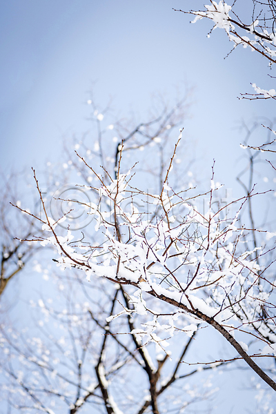 사람없음 JPG 아웃포커스 포토 겨울 나뭇가지 눈(날씨) 새해 설원 쌓인눈 야외 주간