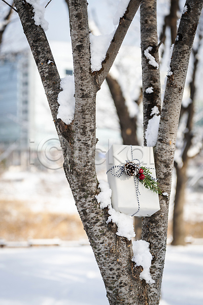 사람없음 JPG 아웃포커스 포토 겨울 나무 눈(날씨) 눈덮임 선물상자 설원 솔방울 야외 오브젝트 주간 크리스마스 크리스마스선물 크리스마스용품