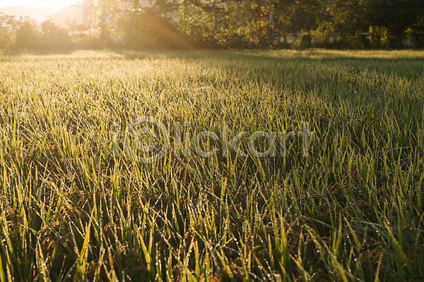 사람없음 JPG 포토 가을(계절) 가을풍경 논 농촌 벼 벼농사 새벽 야외 여주(지역) 햇빛