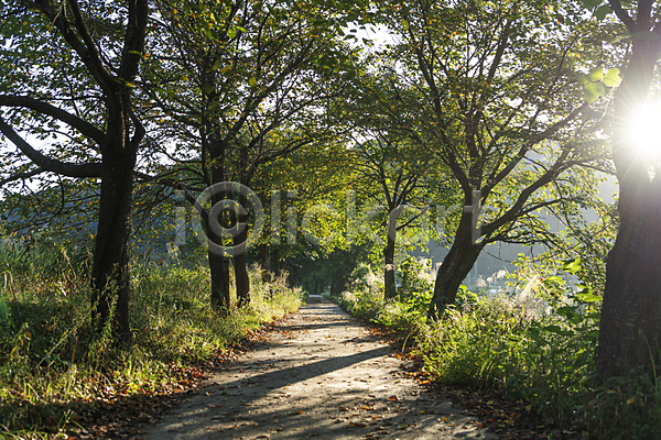 사람없음 JPG 포토 가을(계절) 가을풍경 나무 산책로 시골 야외 여주(지역) 오솔길 주간 햇빛