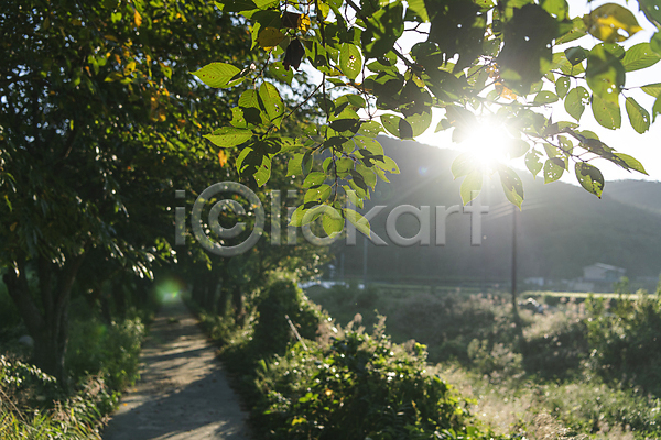 사람없음 JPG 포토 가을(계절) 가을풍경 나무 나뭇잎 산책로 시골 야외 여주(지역) 오솔길 주간 햇빛