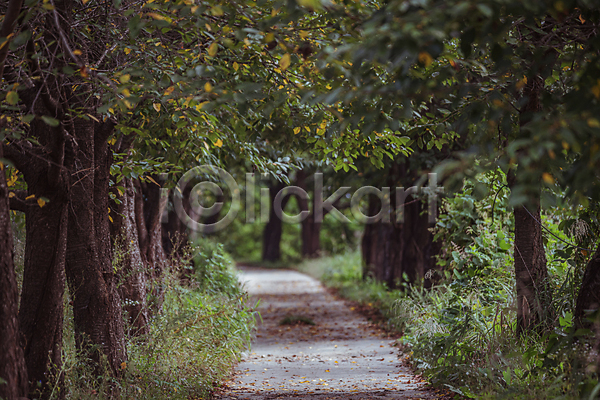 사람없음 JPG 포토 가을(계절) 가을풍경 나무 농촌 산책로 야외 여주(지역) 오솔길 주간 풀(식물)
