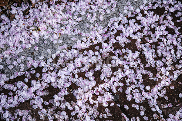 사람없음 JPG 포토 가득함 꽃잎 낙화 땅 땅바닥 벚꽃 야외 자연 주간