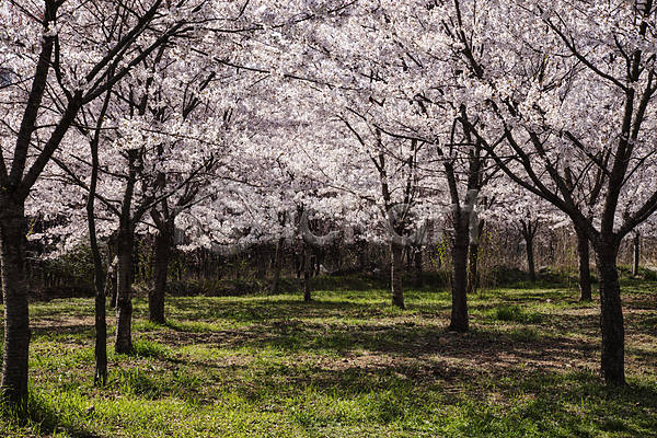사람없음 JPG 포토 만개 벚꽃 벚나무 봄 숲 야외 자연 주간