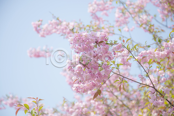 사람없음 JPG 아웃포커스 포토 나뭇가지 만개 봄 봄꽃 사과꽃 야외 자연 주간 하늘