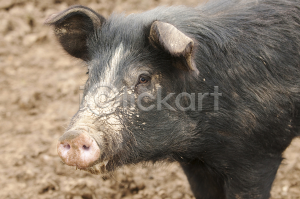 사람없음 JPG 포토 해외이미지 동물 돼지 멧돼지 뿌리기 진흙 포유류