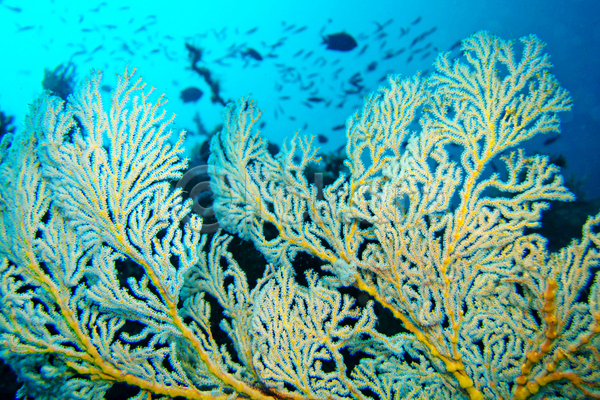 사람없음 JPG 포토 해외이미지 바다 바닷속 산호 수중 수중사진 자연 풍경(경치)