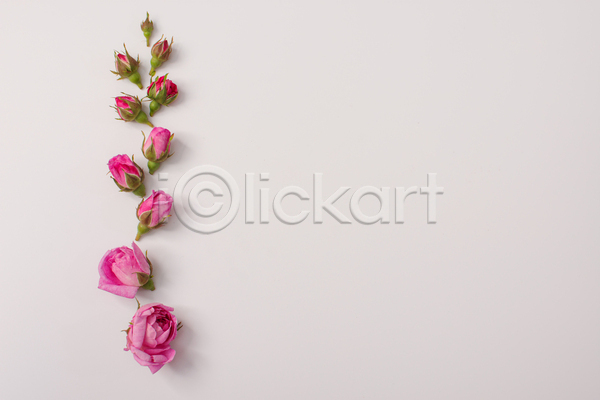 사람없음 JPG 포토 하이앵글 해외이미지 꽃 백그라운드 분홍색 스튜디오촬영 장미